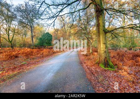 Autunno al Bolderwood Arboretum Ornamental Drive vicino a Lyndhurst nel parco nazionale New Forest in Hampshire Foto Stock