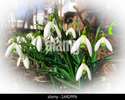 Foto dei primi fiori primaverili innevati nel giardino Foto Stock