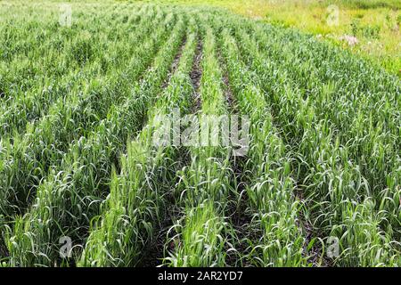 Filari di orzo giovane che crescono in filari in un campo Foto Stock