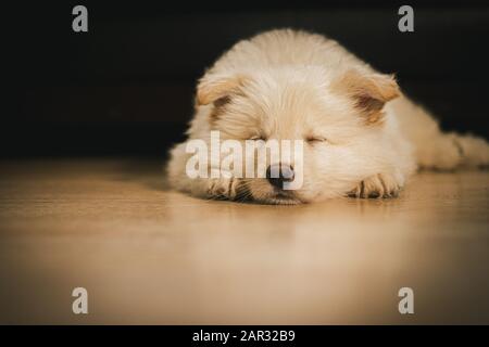 White German Shepherd Puppy In Soggiorno Sonno Foto Stock