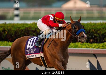 Hallandale Beach, Florida, Stati Uniti. 25th Gen 2020. Hallandale BEACH, Florida - 25 GENNAIO: Mucho gusto, 10, guidato da jockey Irad Ortiz Jr., vince la Coppa del mondo Pegasus 2020 il 25 gennaio 2020 al Gulfstream Park di Hallandale Beach, Florida. Kaz Ishida/Eclipse Sportswire/Csm/Alamy Live News Foto Stock