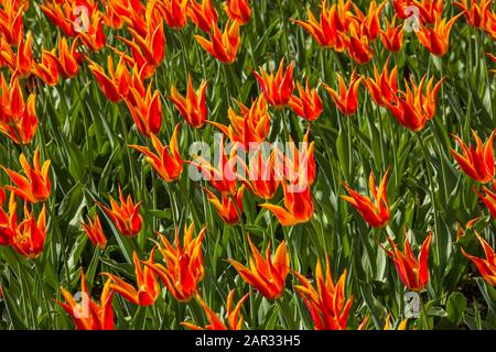 Bella rosso giallo tulipano fiori di speciale (tipo, varietà) campo di razza in primavera, USA, Pella, Iowa, Stati Uniti. Tulip Time Festival Foto Stock