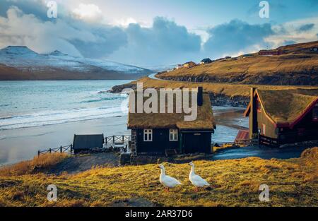 Un paio di oche di fronte alle case turf a Leynar al tramonto. Isole Faroe Foto Stock