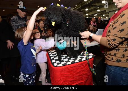 Nina, una barella giocattolo indossata con un maglione blu e Robert, un barboncino standard, lasciate che i bambini li accarezzino all'American Kennel Club "AKC Meet The Razze 2020" tenuto al Jacob Javitz Center di New York, NY, 25 gennaio 2020. (Foto di Anthony Behar/Sipa USA) Foto Stock