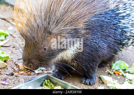 Primo piano ritratto della porcupina crestata indiana (Hystrix indica). Fotografia naturalistica e naturalistica Foto Stock