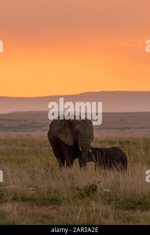 Un vitello elefante che beve latte dalla madre con un bellissimo tramonto sullo sfondo all'interno della riserva naturale di Masai Mara durante un safari nella fauna selvatica Foto Stock
