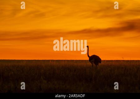 Un maschio struzzo camminare pensiero le pianure all'interno della Riserva nazionale di Masai Mara durante una bella alba sullo sfondo durante un safari di fauna selvatica Foto Stock