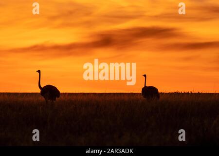 Un maschio struzzo camminare pensiero le pianure all'interno della Riserva nazionale di Masai Mara durante una bella alba sullo sfondo durante un safari di fauna selvatica Foto Stock