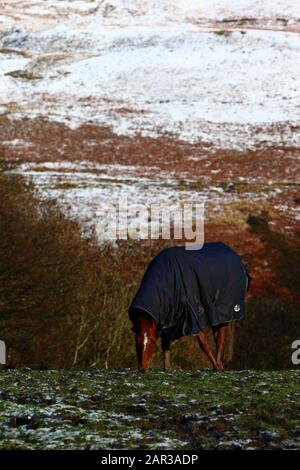 Cavallo che pascolano in campo vicino Nant y Moel nella valle superiore di Ogmore con nevicate notturne sulle colline dietro, Mid Glamorgan, Galles del Sud, Regno Unito Foto Stock