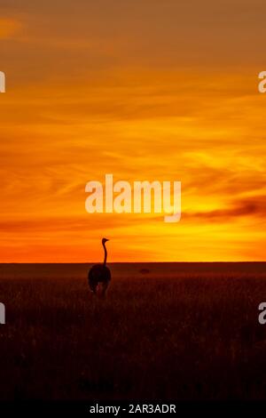 Un maschio struzzo camminare pensiero le pianure all'interno della Riserva nazionale di Masai Mara durante una bella alba sullo sfondo durante un safari di fauna selvatica Foto Stock