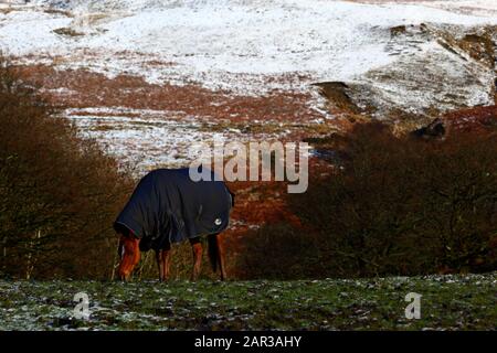 Cavallo che pascolano in campo vicino Nant y Moel nella valle superiore di Ogmore con nevicate notturne sulle colline dietro, Mid Glamorgan, Galles del Sud, Regno Unito Foto Stock