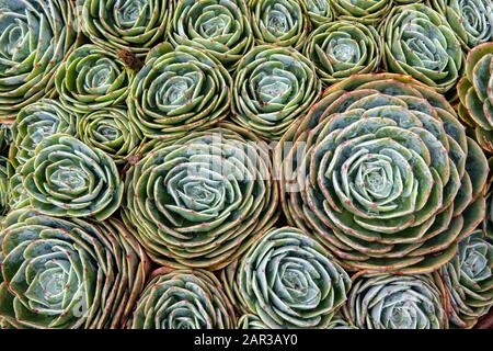 Piante Succulente - Paraiso Quetzal Lodge, San Gerardo De Dota, Provincia Di San Jose, Costa Rica Foto Stock