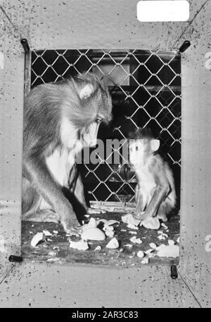 Mandil (scimmia) Fete con bambino Ginny a Londra Zoo Data: 29 Settembre 1971 posizione: Gran Bretagna, Londra Parole Chiave: Scimmie Foto Stock