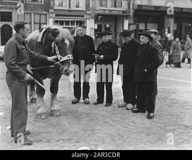 Goes stallion approval Date: February 15, 1951 Location: Goes Keywords: Stalloni, approvazioni Foto Stock