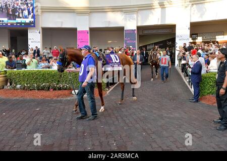 Hallandale, Stati Uniti D'America. 25th Gen 2020. Hallandale, FLORIDA - 25 GENNAIO: Mucho gusto con Irad Ortiz in su vince la Coppa del mondo di Pegasus al parco di Gulfstream il 25 gennaio 2020 a Hallandale, Florida Persone: Mucho gusto, Irad Ortiz credito: Storms Media Group/Alamy Live News Foto Stock