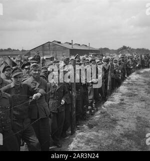 Capitolazione: Harskamp [campo dove uomini e Landwachters SS sono stati internati] Prigionieri di guerra Annotazione: In questo campo sono stati ospitati circa 4000 prigionieri olandesi SS (tra cui Army, Landstorm, Viking, Germania, Holl. Grüne Polizei etc.) in attesa di processo Data: Giugno 1945 luogo: Gelderland, Harskamp Parole Chiave: Campi di internamento, prigionieri di guerra, militare Foto Stock