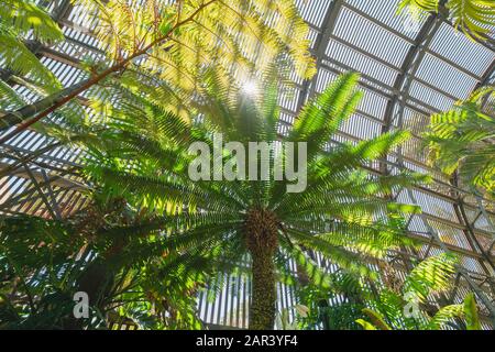 Fern albero Tasmaniano. Giornata di sole in giardino botanico Foto Stock
