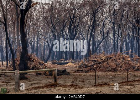 I Boscoscimani australiani sono all'indomani. Wingello, SW. Il fuoco si è verificato la notte del 4 gennaio Foto Stock