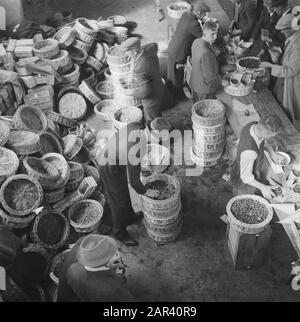 Approvazione stallone a Den Bosch Data: 21 giugno 1946 Località: Den Bosch Parole Chiave: Approvazioni stalloni Foto Stock