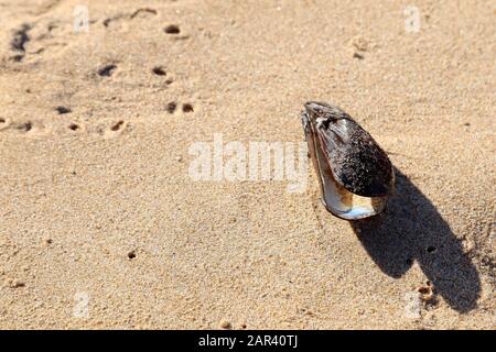 Immagine ad alto angolo di un'ostrica sulle sabbie di la spiaggia sotto la luce del sole Foto Stock