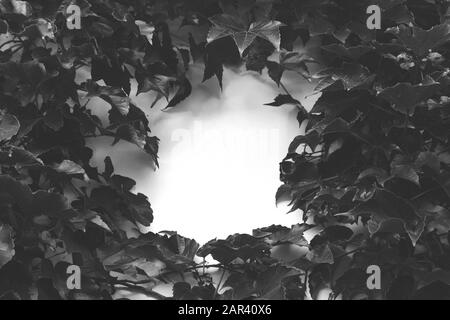 Scala di grigi ad alto angolo delle foglie intorno a un bianco superficie Foto Stock