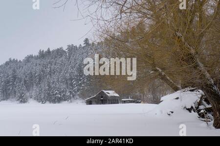 Granai abbandonati nella neve a Bearmouth, a ovest di Drummond, Montana nella contea di Granite. Foto Stock