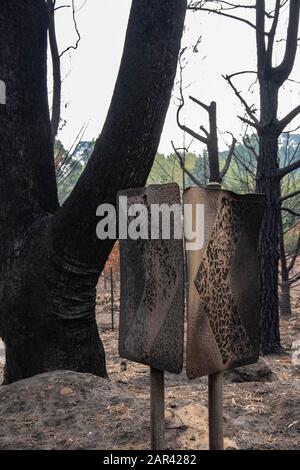 I Boscoscimani australiani sono all'indomani. Wingello, SW. Il fuoco si è verificato la notte del 4 gennaio Foto Stock