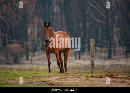 I Boscoscimani australiani sono all'indomani. Wingello, SW. Il fuoco si è verificato la notte del 4 gennaio. Cavallo in piedi in un paddock con foresta bruciata in background. Foto Stock