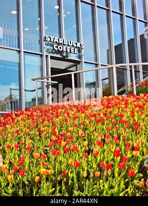 Stavanger, NORVEGIA - 06 luglio 2019: Caffetteria Starbucks dietro un mazzo di tulipani a Stavanger, Norvegia. Foto Stock