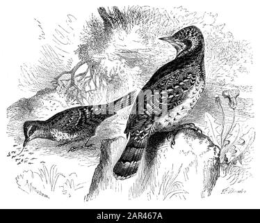 Wryneck, Jynx torbilla, (libro zoologico, 1870) Foto Stock