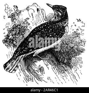 Wryneck, Jynx torbilla, (libro di biologia, 1903) Foto Stock