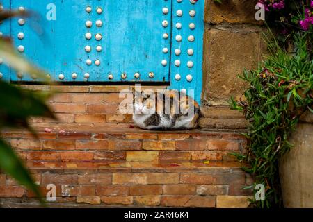 Carino gatto multicolore seduto su gradini porta nella Medina marocchina Foto Stock