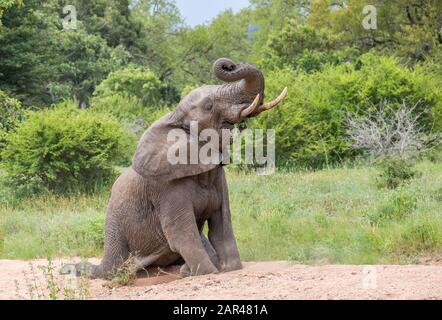 Il giovane elefante africano si siede in un letto di fiume asciutto nel Parco Nazionale Kruger in Sudafrica immagine in formato orizzontale Foto Stock
