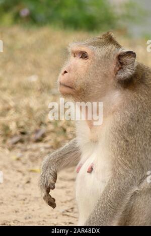 Seduto vicino a una scimmia Macaque (macaca fascicularis) ai Templi di Angkor Wat in Cambogia, Asia sudorientale Foto Stock