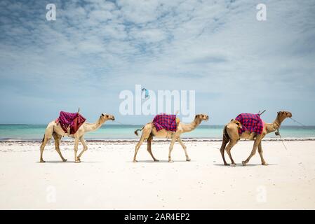 Watamu, Diani spiaggia paesaggio Kenya, Zanzibar, Tanzania masai maasai e bicicletta sulla spiaggia Foto Stock