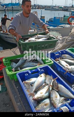 Pescatore con la sua cattura di pesce in Acco, Israele Foto Stock