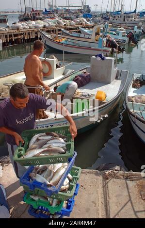 Pescatore con la sua cattura di pesce in Acco, Israele Foto Stock