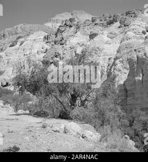 Israele 1964-1965: Ein Gedi Ein Gedi. Rock Face with trees and arbusti in primo piano Data: 1964 posizione: Mar Morto, Ein Gedi, Israele Parole Chiave: Alberi, rocce Foto Stock