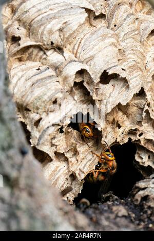 Il nido di vespa (vespa crabro). Due persone che camminano attraverso la superficie del nido in un albero cavo Foto Stock