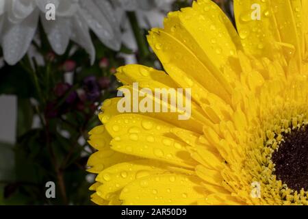 Bello giallo margherita gerbera fiore isolato su sfondo sfocato. Bouquet di fiori all'interno. Gocce d'acqua e pioggia sui petali. Primo piano .macr Foto Stock