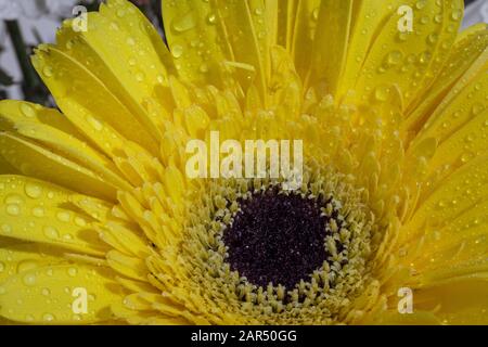 Bello giallo margherita gerbera fiore isolato su sfondo sfocato. Bouquet di fiori all'interno. Gocce d'acqua e pioggia sui petali. Primo piano .macr Foto Stock