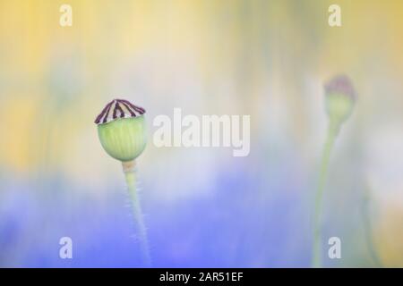 Teste di semi di papavero con uno sfondo bokeh astratto di colorati fiori selvatici di tarda primavera, blues di cornflowers e gialli di marigolds Foto Stock