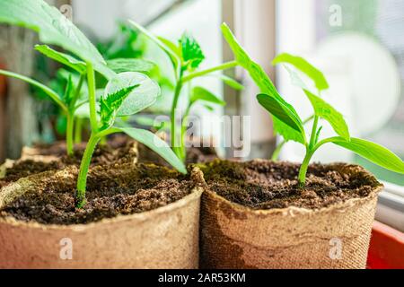 le piantine di cetrioli sono piantate in vasi di torba eco-friendly nella casa sulla finestra. Senza plastica. Preparazione per piantare piante nel giardino Foto Stock