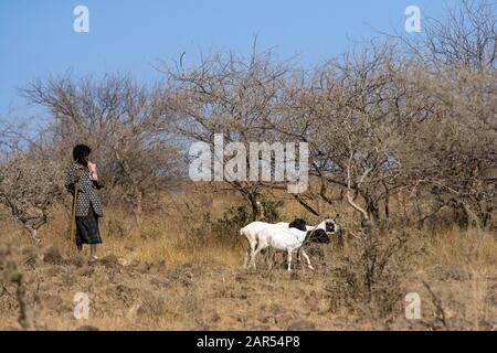 Il pastore etiope segue le capre pascolare nel paesaggio di Afar, Etiopia. Gli antenati degli Afar stabilirono la terra della fattoria negli altopiani etiopici Foto Stock