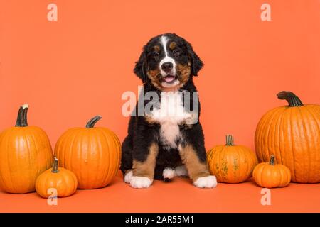Carino cane di montagna bernese cucciolo seduto tra zucche arancioni su uno sfondo arancione Foto Stock