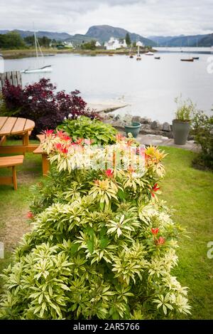 Un giovane albero Pieris che mostra una nuova crescita di foglie in un giardino accanto a Lock Carron in Plockton Highlands scozzesi UK Foto Stock
