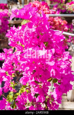 Le brattine rosa magenta brillante formano una pianta della casa di Bougainvillea Thimma più attraente per la vendita in una stanza dei bambini specializzata Foto Stock
