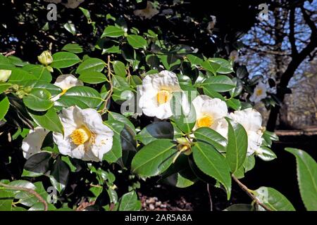 Bianco camelia japonica inverno fioritura sempreverde arbusto in fiore nel gennaio 2020 il giorno di sole a Bute Park Cardiff Galles UK KATHY DEWITT Foto Stock