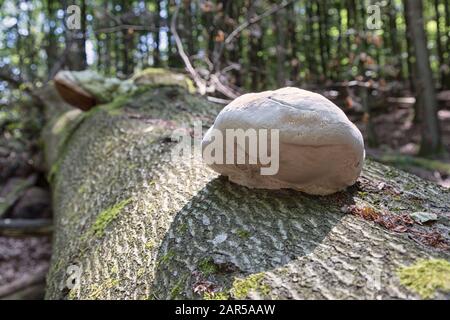 spugna stagnante su tronco albero morto Foto Stock