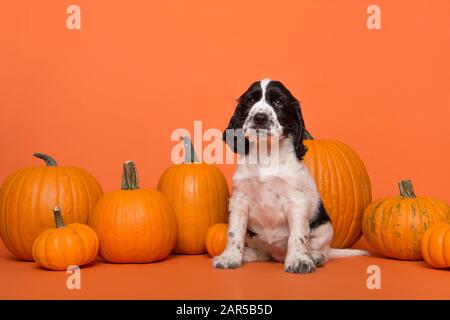 Carino Cocker Spaniel cane cucciolo seduto tra zucche arancione su uno sfondo arancione Foto Stock